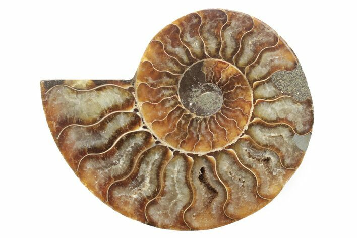 Cut & Polished Ammonite Fossil (Half) - Madagascar #223141